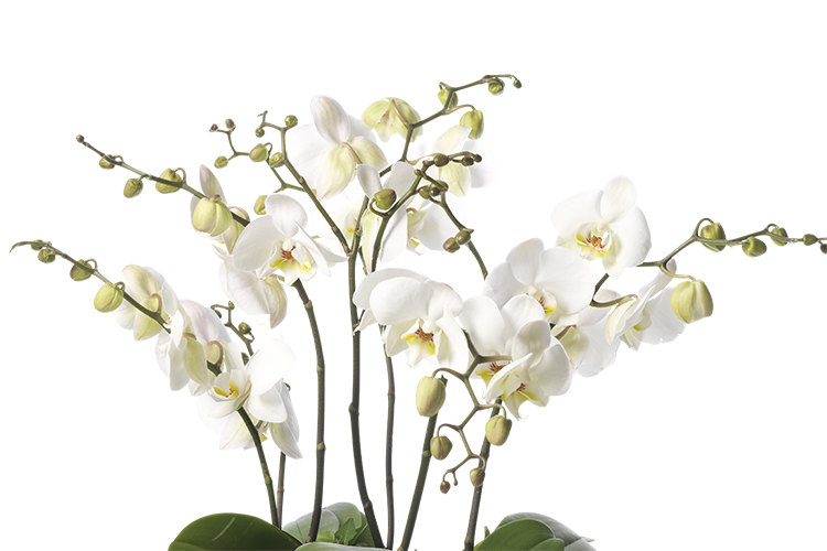 Vita Orkidéer - Krukväxter - Interflora