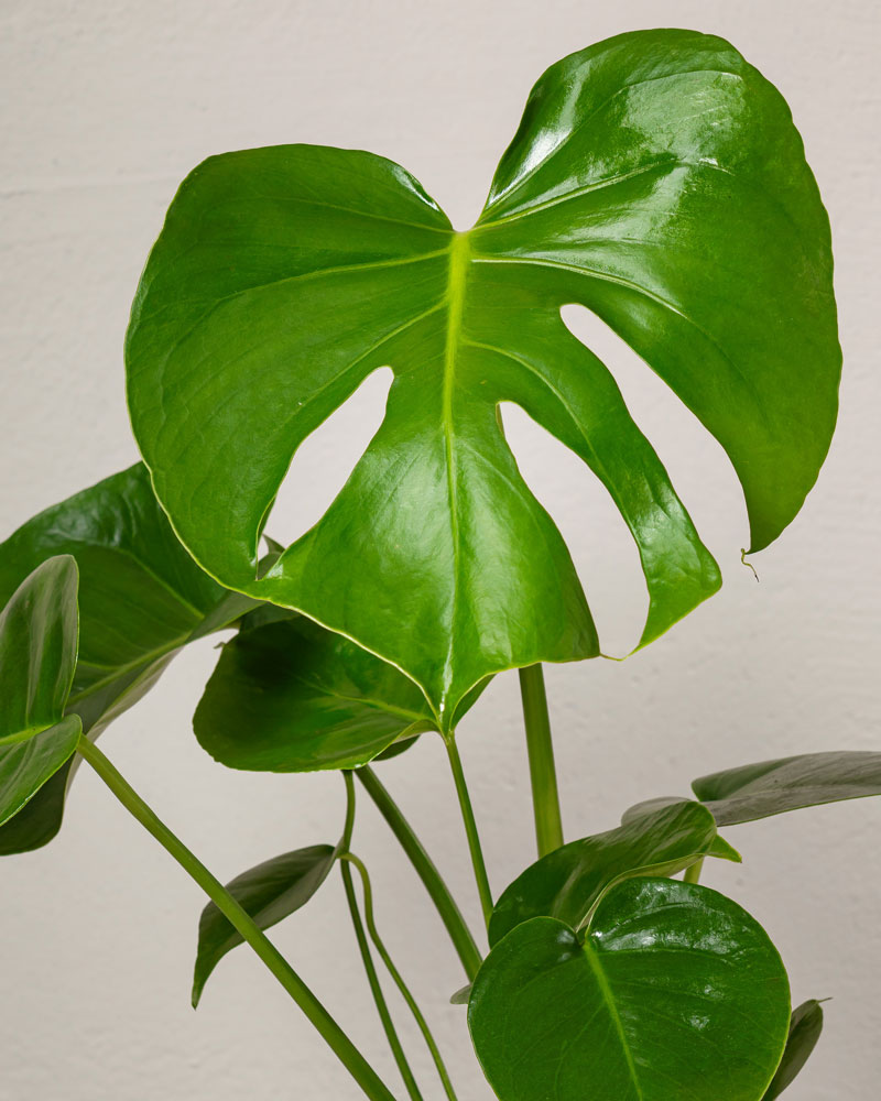 Blomfakta_Monstera_Närbild.jpg