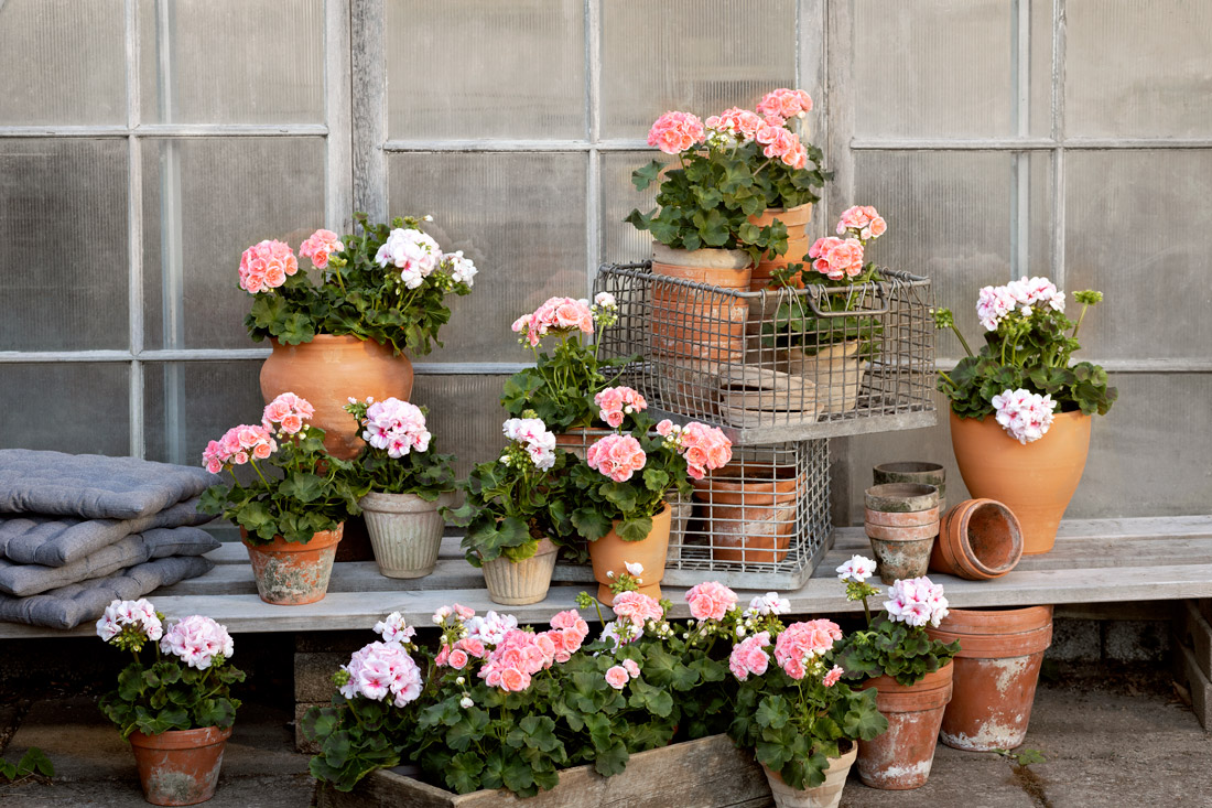 Evigt älskade pelargoner – Så lyckas du